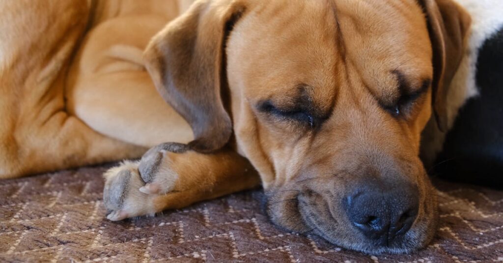 What’s Behind the 20% Price Drop?